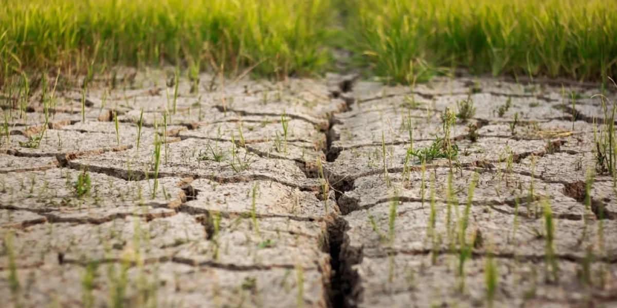Changes in Vegetation and Soil Changes in Vegetation and Soil